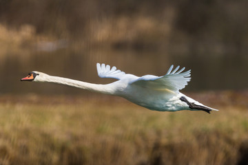 Obraz premium mute swan (cygnus olor) during flight with reed belt