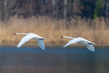 two mute swans (cygnus olor) in consecutive flight