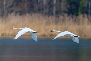 Fototapeta na wymiar two mute swans (cygnus olor) in consecutive flight