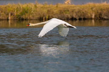 natural mute swan (cygnus olor) during flight over water surface