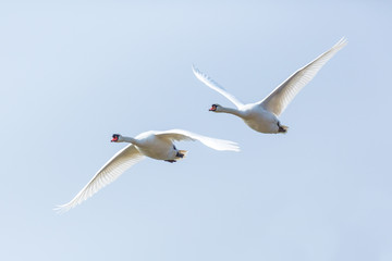 two mute swans (cygnus olor) in consecutive flight