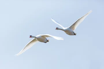 Crédence de cuisine en verre imprimé Cygne two mute swans (cygnus olor) in consecutive flight