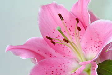 Lilium flower (oriental lily)