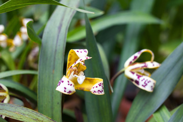 Yellow Cymbidium orchid in pot. Flower and stem