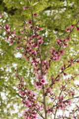 Pink flowers of a tree photographed in Gura Portitei, Romania, in a spring day