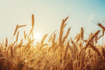 Gold Wheat Field. Beautiful Nature Sunset Landscape. Background of ripening ears of meadow wheat field. © Ievgenii Meyer