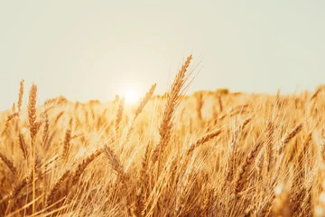 Foto op Aluminium Gold Wheat Field. Beautiful Nature Sunset Landscape. Background of ripening ears of meadow wheat field. © Ievgenii Meyer