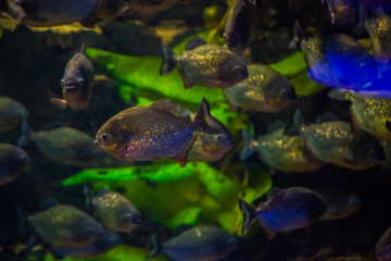 Obraz na płótnie Canvas Tropical fish piranha with algae in blue water. Beautiful background of the underwater world