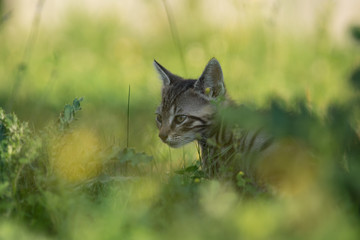 chaton