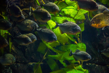 Tropical fish piranha with algae in blue water. Beautiful background of the underwater world