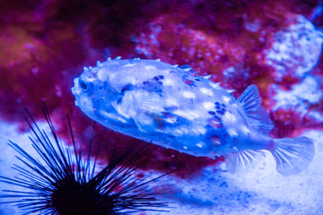 Beautiful puffer fish and corals. Background of the underwater world