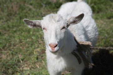 Portrait young female goat high angle shot
