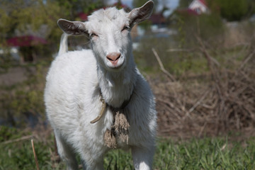 Cute dairy goat looking at camera