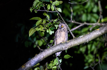 Short or long eared owl sitting on a branch.