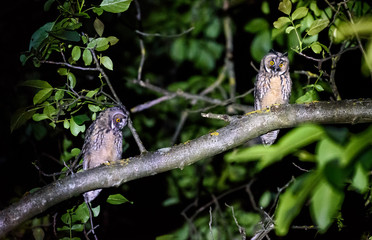 Two short or long eared owls sitting on a branch.