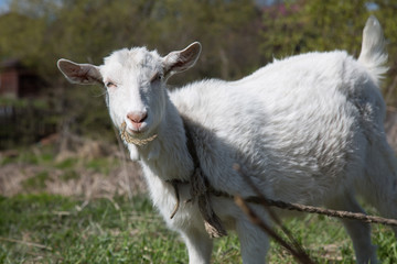 Female goat stading green grass 
