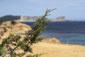 Conifer on the cliff near the sea