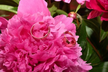 Two wedding rings and Peony flower
