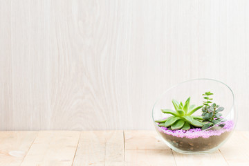 florarium in glass vase with succulents