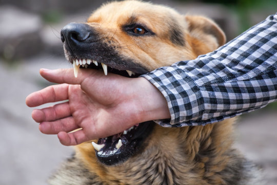 A male German shepherd bites a man by the hand.