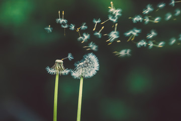 Dandelion in a meadow on a background of green grass. Selective focus close-up.