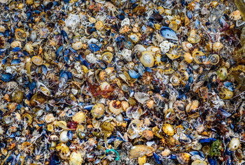 Many sea shells on the sandy beach texture.