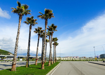 Palm trees at the road
