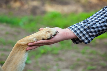 A man holds a dog's paw in his hand. The concept of friendship and love for animals.