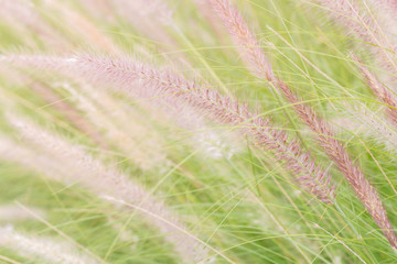 kans grass with flower blooming