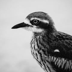 Bush stone-curlew on the beach in Moreton Island, Australia during the day.