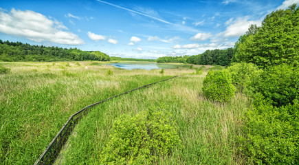 Swedish lake flora in summer season
