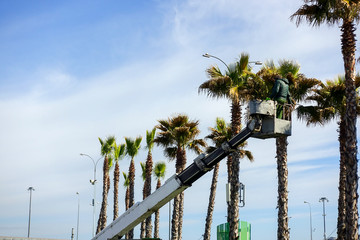 The man on the crane cuts off palm trees