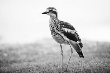Bush stone-curlew on the beach in Moreton Island, Australia during the day.