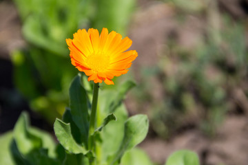 Orange calendula flower in garden