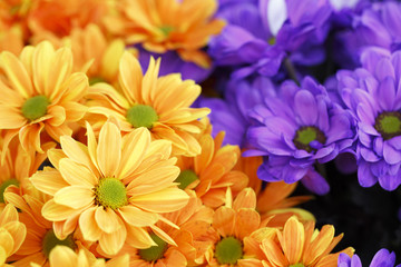 Orange and purple marigold flowers in spring, Colorful photo of orange and purple marigold flowers with green background, Selective focus with very shallow depth of field