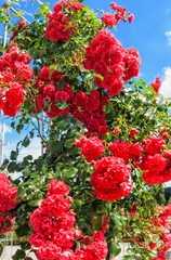Naklejka premium Üppig blühend hoher roter Kletterrosenstrauch in einem Rosengarten