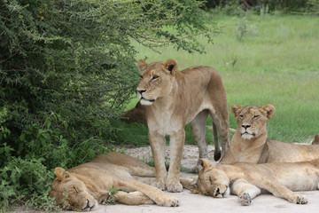 Lion wild dangerous mammal africa savannah Kenya