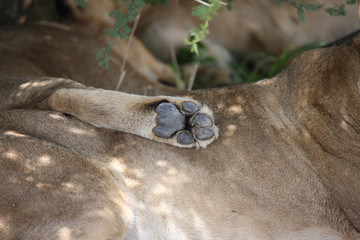 Lion wild dangerous mammal africa savannah Kenya
