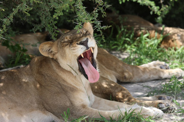 Lion wild dangerous mammal africa savannah Kenya
