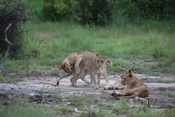Naklejka na ściany i meble Lion wild dangerous mammal africa savannah Kenya