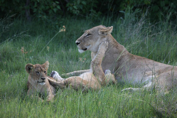 Lion wild dangerous mammal africa savannah Kenya