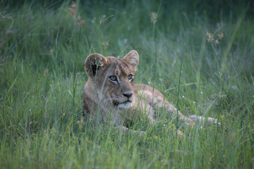 Lion wild dangerous mammal africa savannah Kenya
