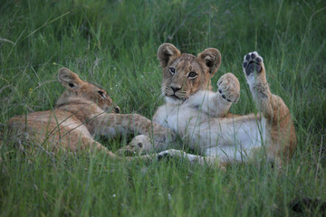 Lion wild dangerous mammal africa savannah Kenya