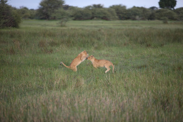 Lion wild dangerous mammal africa savannah Kenya
