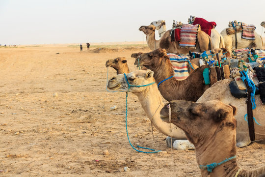 Camel saddled for ride