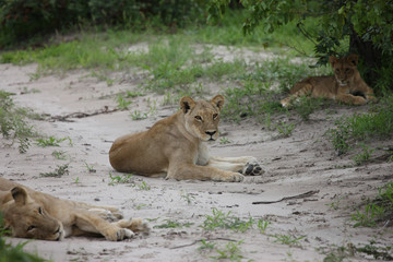 Lion wild dangerous mammal africa savannah Kenya