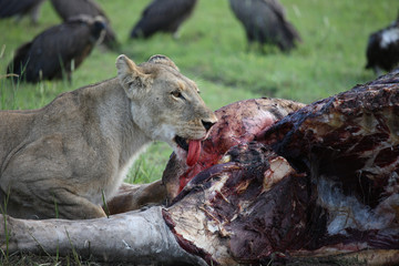Wild Lion mammal eating giraffe africa savannah Kenya