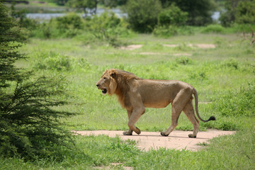Lion wild dangerous mammal africa savannah Kenya