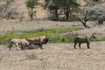 Wild Lion mammal eating buffalo africa savannah Kenya