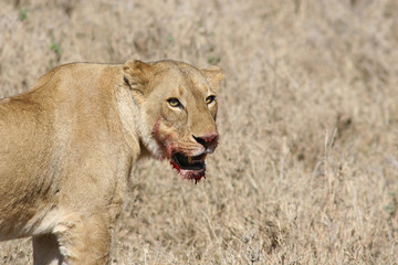 Wild Lion mammal eating zebra africa savannah Kenya